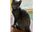 Adopt Simon a Gray or Blue Domestic Shorthair / Mixed (short coat) cat in