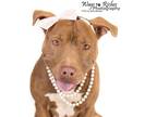 Adopt Storm a Red/Golden/Orange/Chestnut - with White Pit Bull Terrier / Mixed