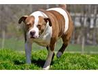 Adopt Frasier a White - with Brown or Chocolate American Pit Bull Terrier /