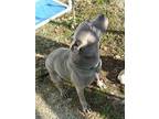 Adopt Blue a Gray/Blue/Silver/Salt & Pepper American Pit Bull Terrier / Mixed