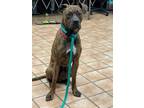 Adopt Monty a Brindle Boxer / Whippet / Mixed dog in Poland, IN (32597711)