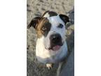 Adopt Jorja a Brindle - with White Mixed Breed (Large) / Mixed dog in Poland