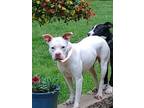 Adopt Allie a White Pit Bull Terrier / Mixed dog in Poland, IN (32597705)