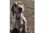 Adopt Butternut a Mixed Breed (Medium) / Mixed dog in Angola, IN (37579990)