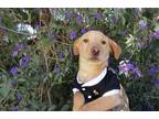 Adopt Blue.!. a Golden Retriever / Mixed dog in Carlsbad, CA (37917967)