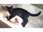 Adopt Ivy a All Black Domestic Shorthair / Mixed (short coat) cat in Locust