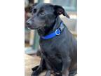 Adopt DORA a Dachshund / Mixed Breed (Medium) / Mixed dog in Crossville
