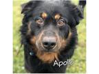 Adopt Apollo a Black - with Brown, Red, Golden, Orange or Chestnut Bernese