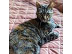 Adopt Jemma a Domestic Shorthair / Mixed cat in Des Moines, IA (37755617)