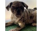 Pug Puppy for sale in Skokie, IL, USA