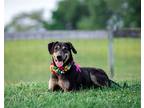 Adopt Pop Tart a Shepherd (Unknown Type) / Mixed dog in Unionville