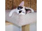 Adopt Pebbles a Calico / Mixed (short coat) cat in Shell Lake, WI (6260125)