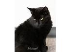 Adopt Michael a All Black Domestic Shorthair / Mixed cat in St.