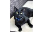 Adopt Phillip a Domestic Shorthair / Mixed (short coat) cat in Margate