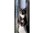 Adopt Dolly a Black & White or Tuxedo Domestic Shorthair / Mixed (short coat)