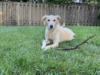 Adopt Jakey a Tan/Yellow/Fawn Labrador Retriever / Saluki / Mixed dog in