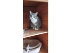 Adopt CeeCee a Domestic Shorthair / Mixed (short coat) cat in Boston