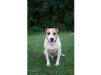 Adopt Loki a Terrier (Unknown Type, Small) / Mixed Breed (Medium) / Mixed dog in