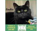 Adopt Sadie a All Black Domestic Shorthair / Mixed (short coat) cat in