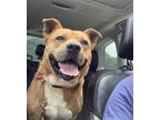 Adopt Tater Tot a Labrador Retriever / American Staffordshire Terrier / Mixed