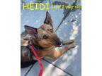 Adopt HEIDI a Black - with Tan, Yellow or Fawn German Shepherd Dog / Mixed dog