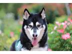 Adopt Prince Prius a Black - with White Siberian Husky / Mixed dog in Walnut