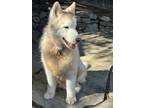 Adopt Shawn a White Alaskan Malamute / Mixed dog in Walnut Creek, CA (33508050)