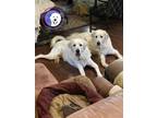 Adopt Clancy bonded with Cassidy a White Great Pyrenees / Mixed dog in Portland