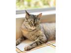 Adopt Boop a Brown Tabby Domestic Shorthair / Mixed (short coat) cat in Spring