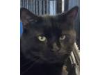 Adopt MISTER BOA a All Black Domestic Shorthair / Mixed (short coat) cat in