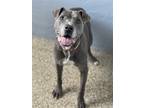 Adopt Amos a Pit Bull Terrier / Mixed dog in Stagecoach, NV (37619280)