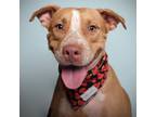 Adopt Clyde a Tan/Yellow/Fawn Black Mouth Cur / Mixed dog in Huntington