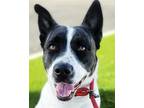 Adopt Dahlia - Adopt Me! a Cattle Dog / Pit Bull Terrier / Mixed dog in Lake