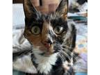 Adopt Tulip a Tortoiseshell Domestic Mediumhair / Mixed cat in Lindenwold