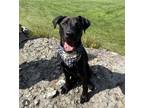 Adopt FRASIER a Black - with White Mixed Breed (Medium) / Mixed dog in Cranston