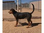 Adopt Cohen a Shepherd (Unknown Type) / Mixed dog in San Tan Valley