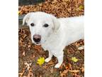 Adopt Libby a Great Pyrenees / Poodle (Miniature) / Mixed dog in Unionville