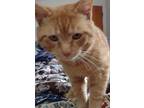 Adopt Garfield a Orange or Red American Shorthair (short coat) cat in