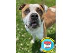 Adopt 2304-1605 Melon a White - with Red, Golden, Orange or Chestnut Pit Bull
