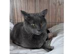 Adopt Grayson a Gray or Blue Russian Blue / Mixed (short coat) cat in Berkeley