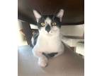 Adopt Z COURTESY LISTING: Bubbles a Domestic Shorthair / Mixed (short coat) cat