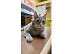 Adopt Delilah a Tortoiseshell Domestic Shorthair / Mixed (short coat) cat in