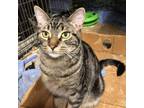 Adopt Tiger (AC) a Brown Tabby Domestic Shorthair / Mixed (short coat) cat in