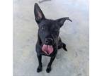 Adopt Bonita a Black Shepherd (Unknown Type) / Mixed Breed (Medium) / Mixed dog