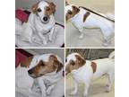 Adopt Joey a Jack Russell Terrier / Mixed dog in Columbia, TN (36925971)