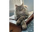 Adopt Gisele- In Foster a Domestic Longhair / Mixed cat in Grand Rapids