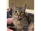 Adopt Shiva a Brown Tabby Domestic Shorthair / Mixed (short coat) cat in Spring