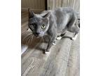Adopt Damien a Gray or Blue (Mostly) Domestic Shorthair / Mixed (short coat) cat