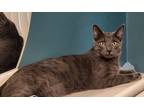 Adopt John a Domestic Shorthair / Mixed cat in Wyandotte, MI (35918238)