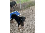 Adopt Maxi a Black - with Tan, Yellow or Fawn Doberman Pinscher / Mixed dog in